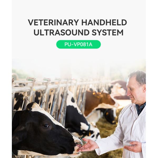 Yonker Factory Price Veterinary Ultrasound Machine Veterinary Ultrasound Portable Xuzhou Veterinary Ultrasound