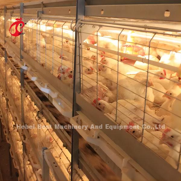 Automatic Poultry Egg Chicken Battery Laying Cage A Type Rose