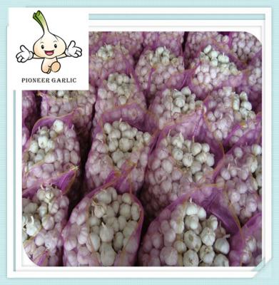 china purple garlic white natural garlic with low price pure white garlic