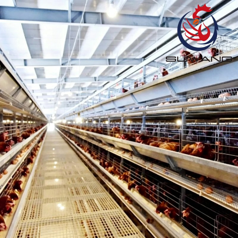Galvanized Steel H Type Egg Chicken Cage Customizable Tiers For Poultry Farming