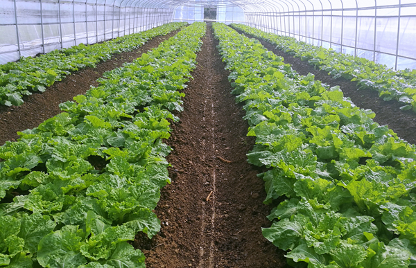 Adubo vegetal natural dos ácidos aminados, adubo do molibdênio orgânico