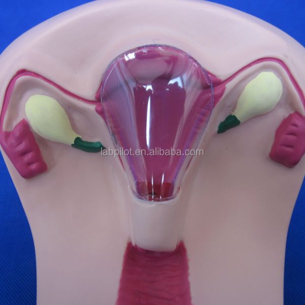 PVC IUD Contraception Simulator The Ideal Teaching Tool for Family Planning
