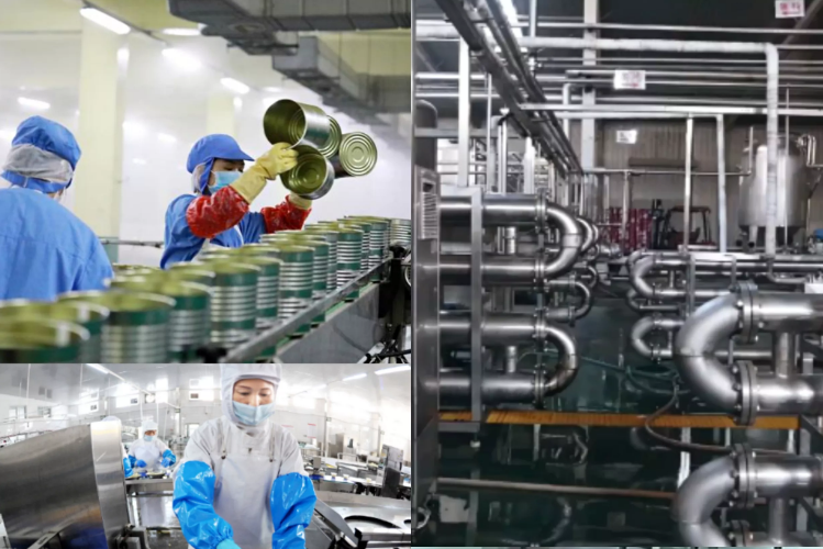 Сладкие овощи законсервированных плодов 425g 567g мочат каштан в сиропе