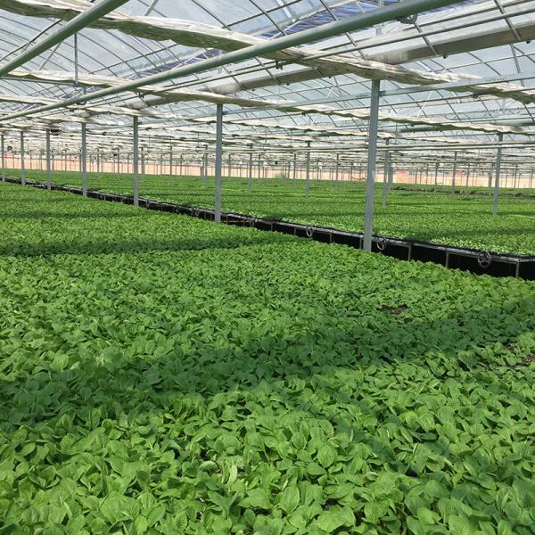 Altura do telhado 4,8-7,8m 200 Microns Resistente à radiação UV Estufa de plástico para vegetais