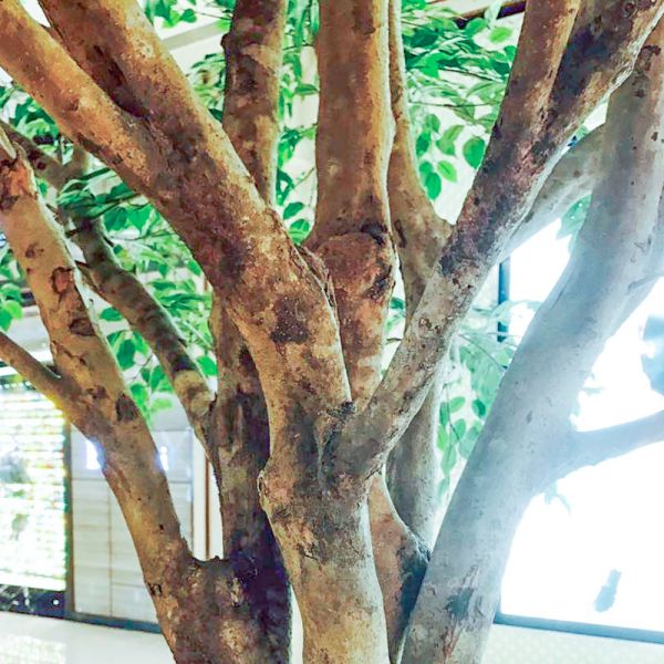 Large Ficus Foliage Artificial Landscape Trees With Lush Green Leaves No Sunlight