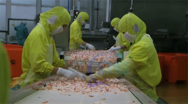 クリップ加工生産ライン,煮たクリップの調理機,スーシのクリップの蒸気ブランシング機