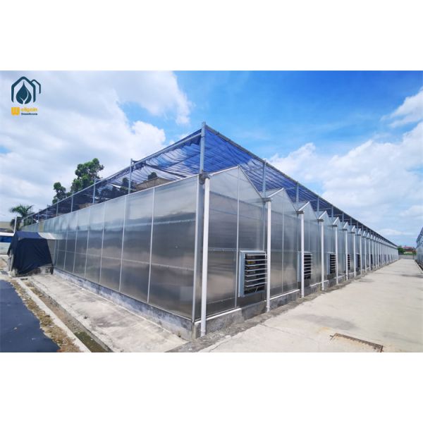Crop Growth Polycarbonate Greenhouse Snow Resistant Aluminium Frame Greenhouses