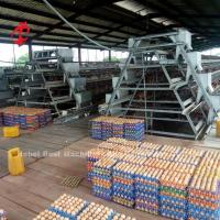 Estrella automática de las gradas 450cm2 de System 3 de la jaula de batería de las aves de corral del proyecto de llavero