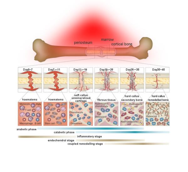 Muscle Message 635nm 660nm 850nm LED Red Light Therapy Beds For Chiropractic Use