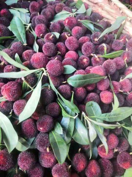 Frozen Fruits IQF Red Round Yangmei Bayberry Factory Price Bulk Frozen Waxberry
