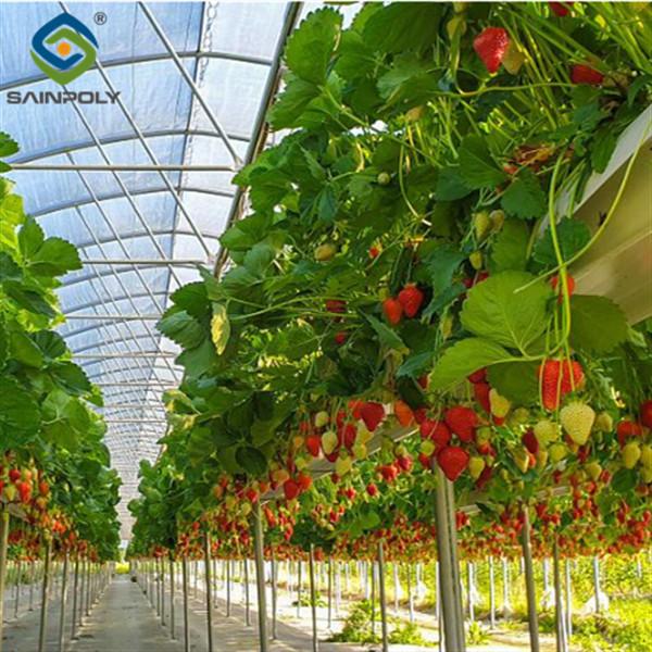 Single Span Commercial Greenhouse Kits Plastic Film Tunnel Greenhouse Stable Structure