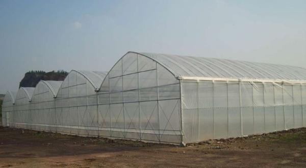 Sunshine Restaurant Commercial Greenhouse , Outdoor Plastic Greenhouse Hot Galvanized Skeleton