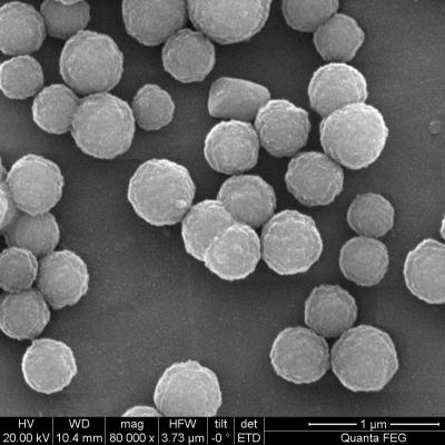 2μm Streptavidin Coated Magnetic Beads For Chemiluminescence 100 mL