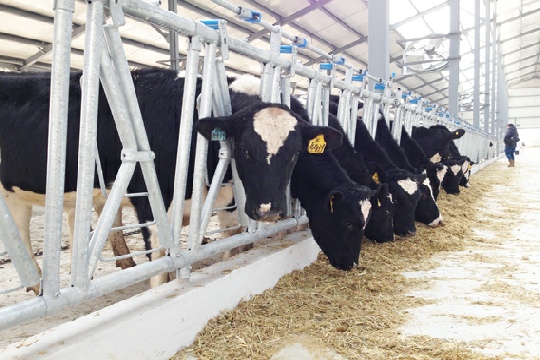 Специализированное оборудование для кормления птицы и скота из фермы из нержавеющей стали