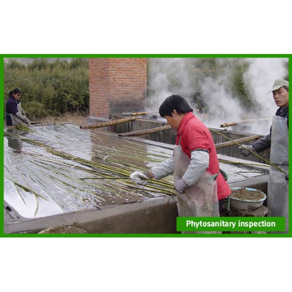 Shanghai Forever Import & Export Co., Ltd.