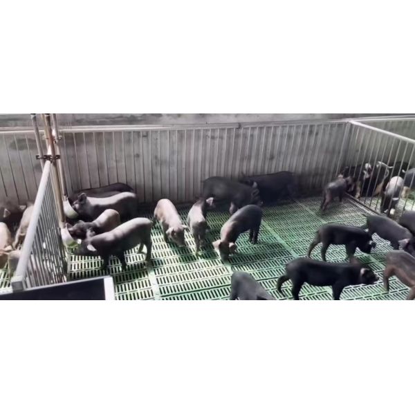 Pure PP Livestock Farm Weaning Cage Plastic Floor Equipment