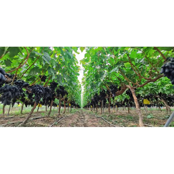 Ph4-6 Fertilizante enzimático de aminoácidos vegetal 80% N16-0-0 em pó de aminoácidos orgânicos