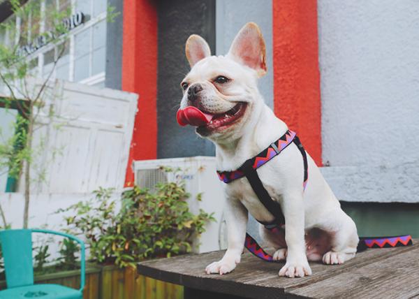Soft Nylon Padded Dog Harness No Pull Vest With Elastic Woven Strip Lightweight