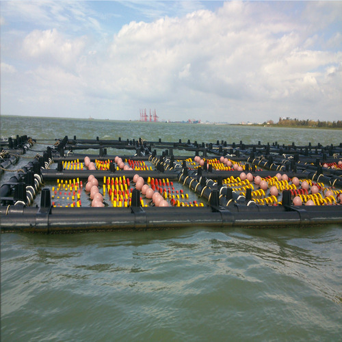 HDPE Square Fish Cage Square Aquaculture Net Cage For Shrimp Fish Farming
