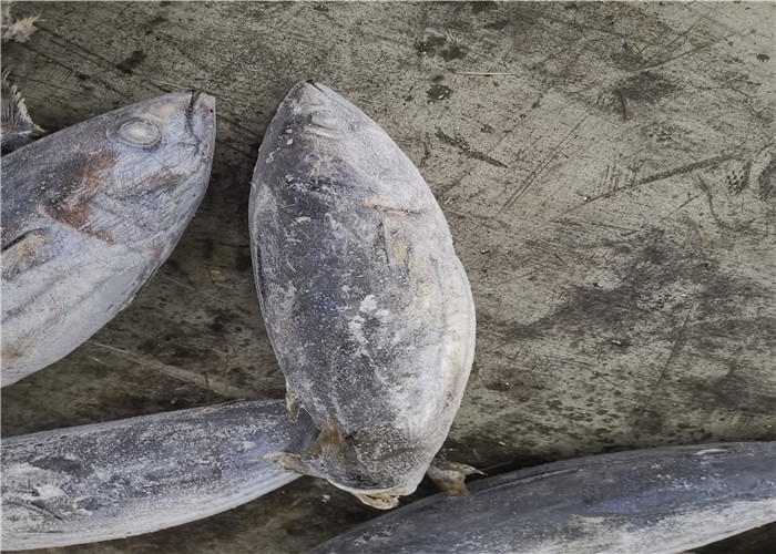 мясо тунца попрыгунчика Pelamis Katsuwonus 1.8kg Seafrozen