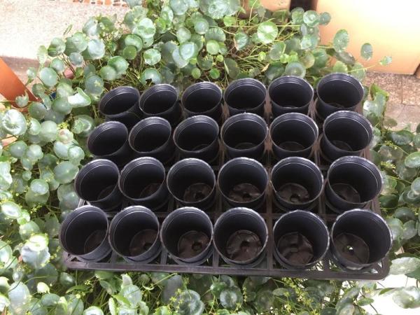OEM plástico de Tray Pot Carry Tray do berçário do HDPE dos furos da modelagem por injeção 24