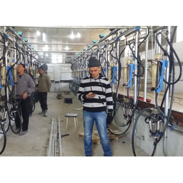 HL-G1 Herringbone Structure Milking Parlor with 380V/50Hz Power and CE ISO SGS FDA Certification
