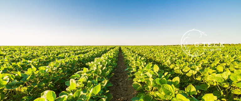 CAS 65072-01-7 Medium Elements Mg Chelated Amino Acids Organic Fertilizer Powder