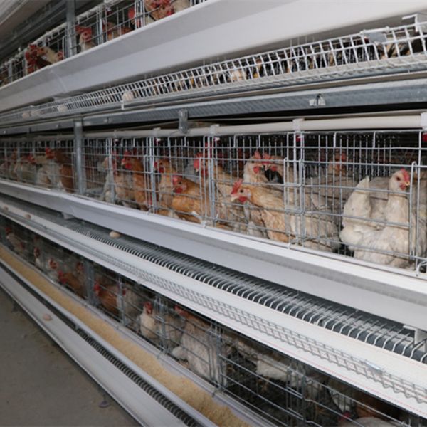 Modern 128 Birds Battery Layer Chicken Cage For Pakistan Farm