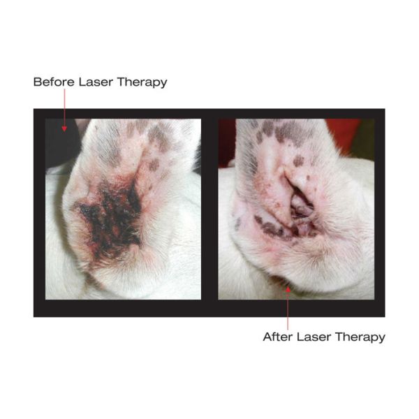 Handheld Veterinary Laser Therapy Machine 915nm Pain Free Laser Treatment