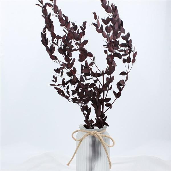 Lovely Preserve Eucalyptus Leaves , Eucalyptus Dried Flowers With Long Life