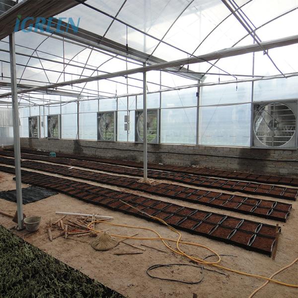 Film Type Multi Span Greenhouse Wide Span Greenhouse With Steel Skeleton And Shoulder Height 2m