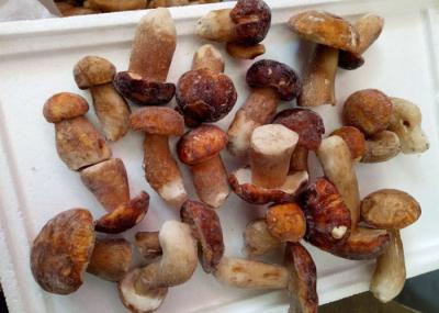 IQF Individually Quick Freezing Wild Boletus Edulis Whole In Nature Color