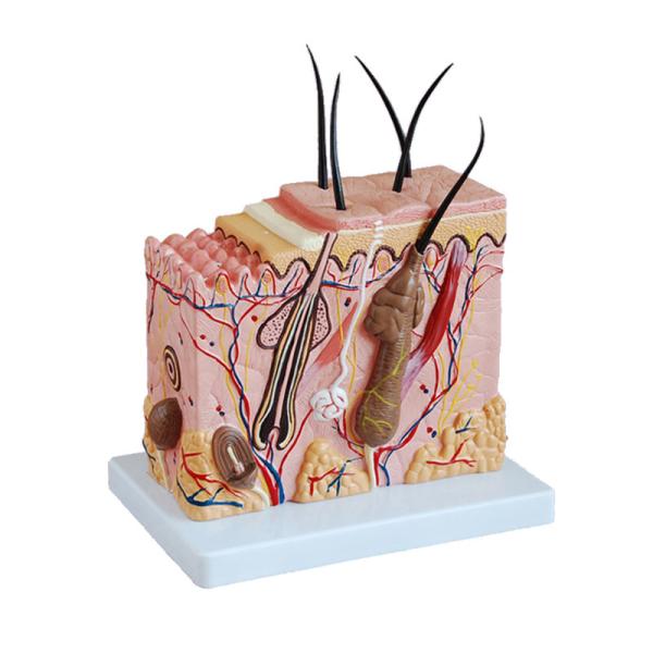 Human Structure 3D Skin Anatomy Model For Science Classroom Study Display Teaching