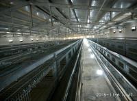 The Four-tier Battery Cage System Includes Automatic Ventilation, Housing Up To 120 Layer Chickens.
