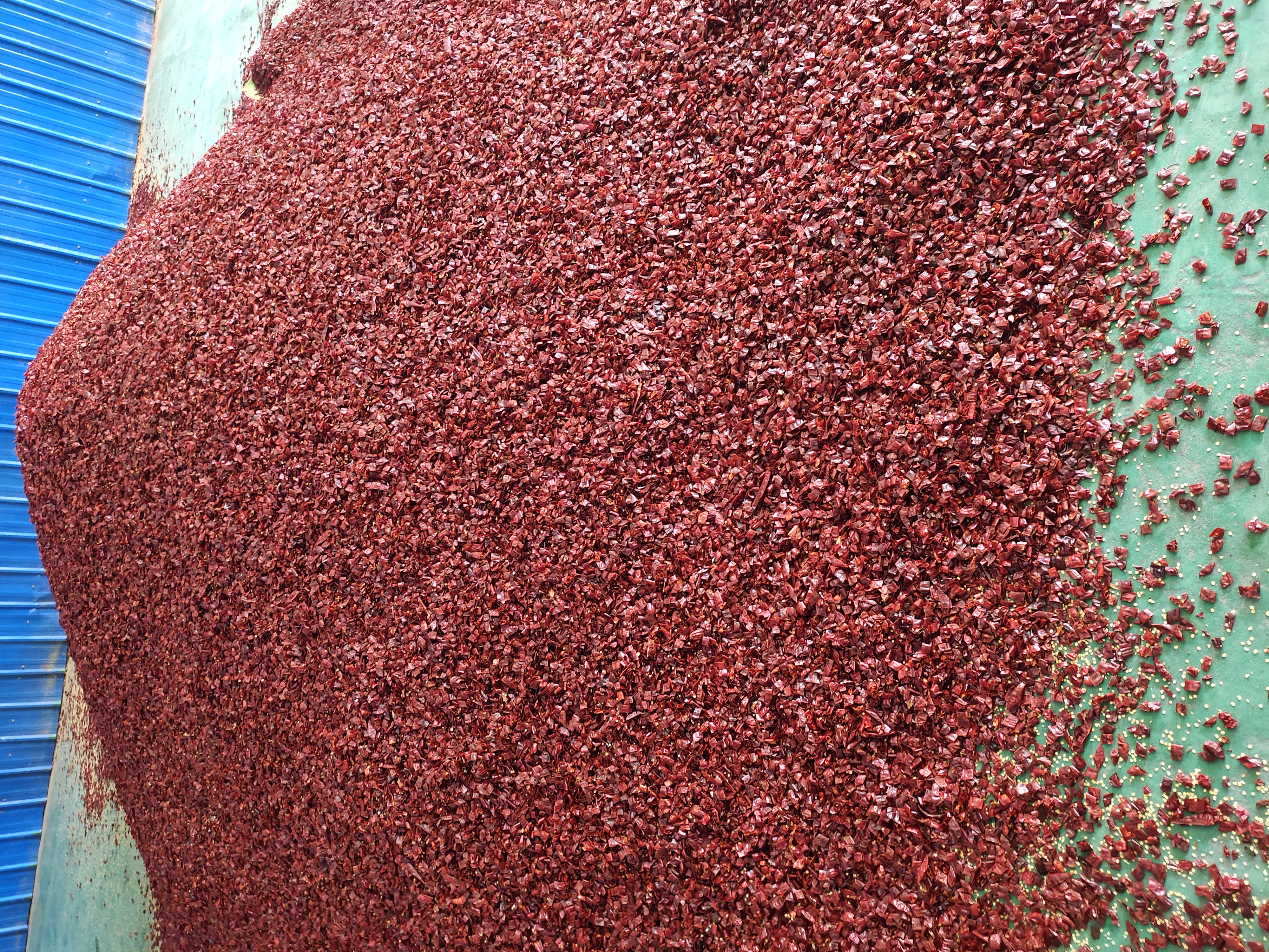 кольцо Chili 1-3cm без и с Pungency халяльного сертификата семян BRC высокого