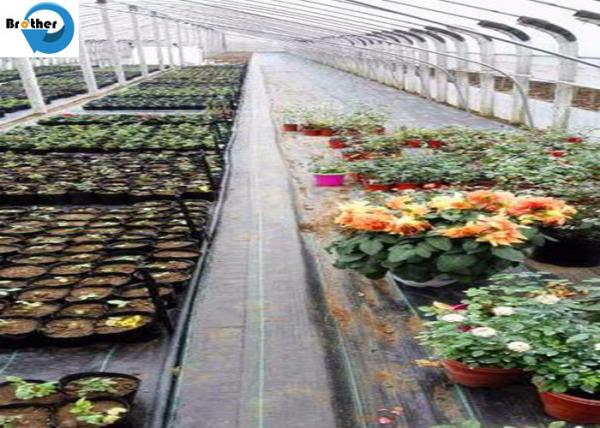 Black/Green PP Ground Cover/ Black Weed Control Mat/Landscape Fabric