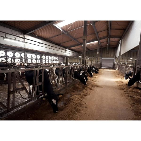 Q235B Q355B Estructura de acero Granero de vacas Cuadro económico de acero Edificios agrícolas para el cuidado de vacas / ganado