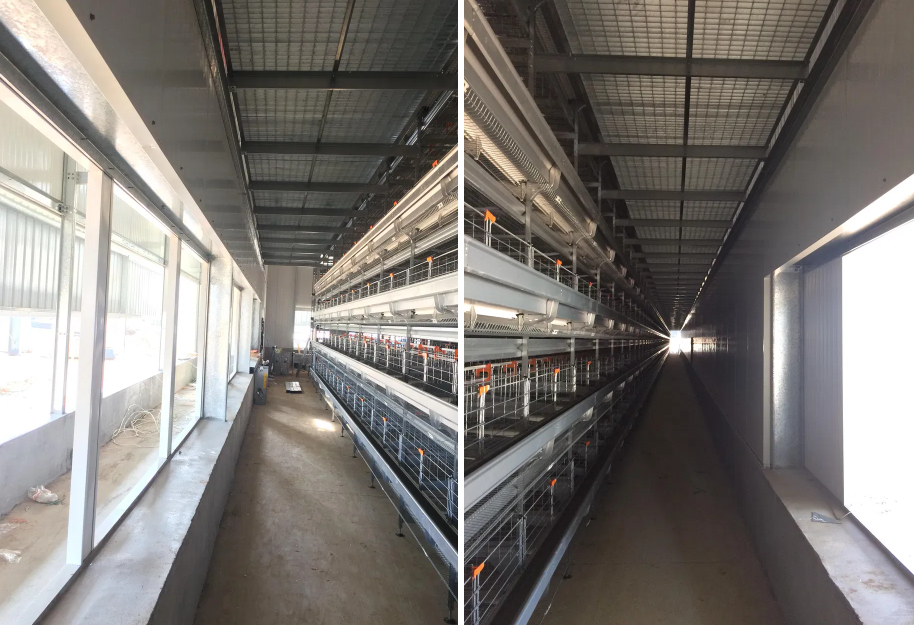 Galvanized Steel Poultry House with Modular/Panelized Design and 30 Years Warranty for Layer Cage Chicken Farming