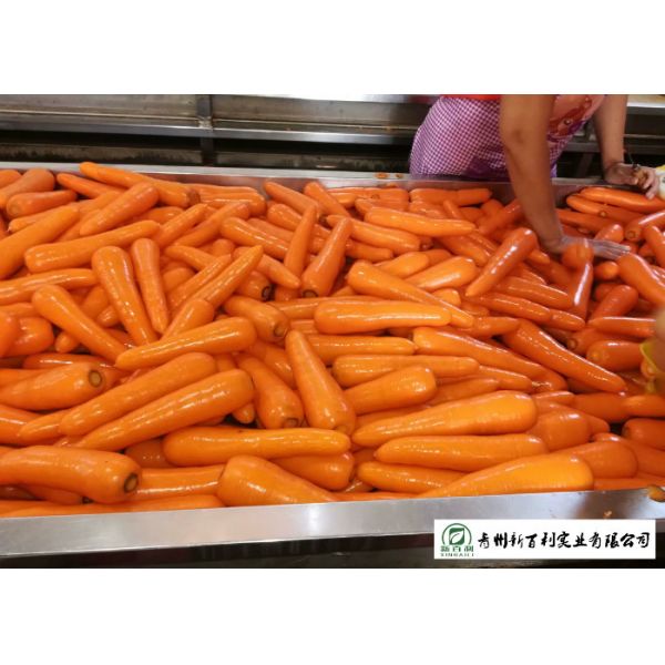 All Natural Fresh Organic Carrots , Fast Growing Carrots No Ripener