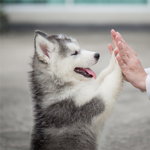 Earth Friendly 4 Rolls Refills Compostable Doggie Bag Poop,Super Thick And Leak-Proof corn starch compostable bio eco