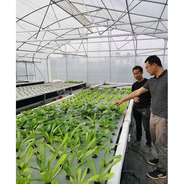 IGreen Plastic Tropical Green House Tropical Complete Green House