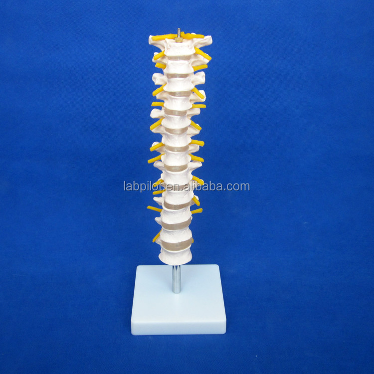 Educational Spine Model Thoracic Spinal Column with Nerves and Intervertebral Discs