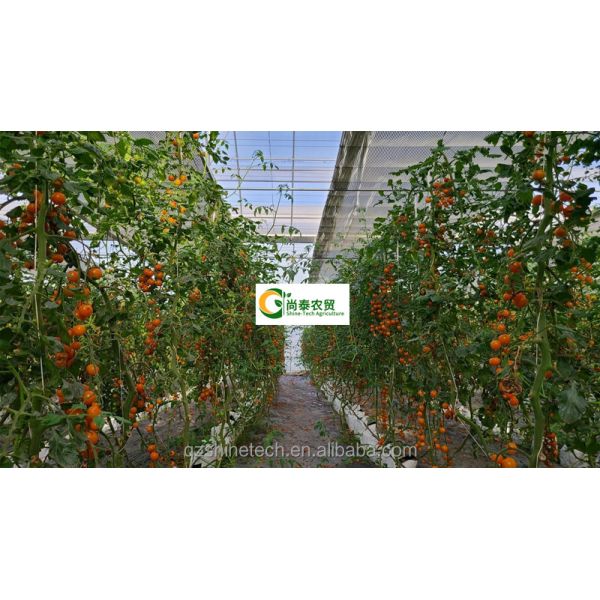 Tomato Grow Agriculture Greenhouses Manufacturers in Venlo Style with PC Sheet Cover