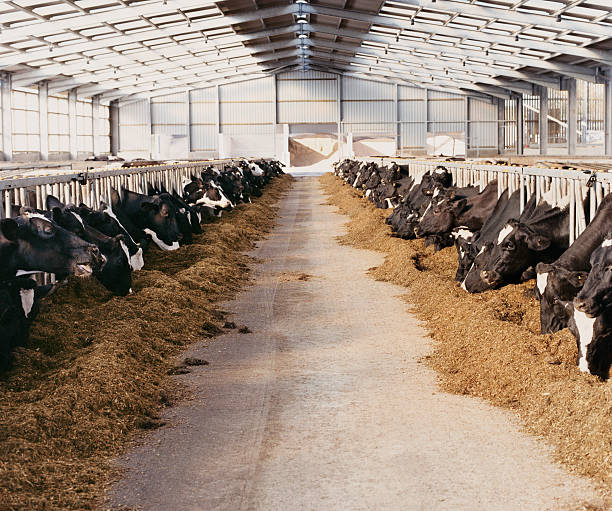 Pre-Engineered Steel Freestall Dairy Barns with High-Tensile Structural Steel and Automated Watering System
