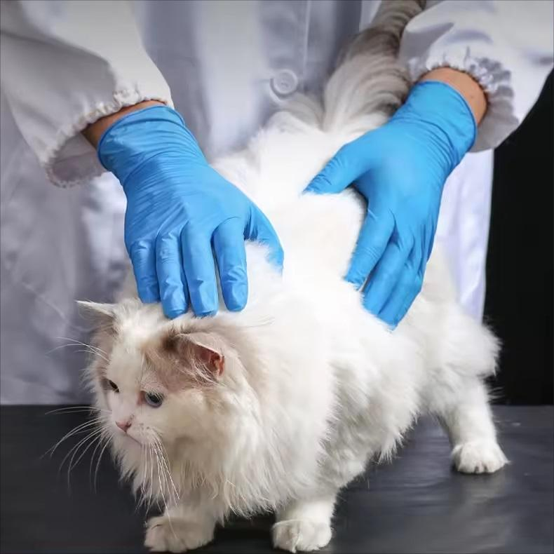 Fournisseurs de gants jetables en nitrile rose sans poudre de qualité alimentaire pour chirurgie médicale OEM, boîtes