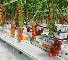 Kit de serre de plantation de tomates complet de bricolage avec cadre en acier à chaud PE / couvercle en verre