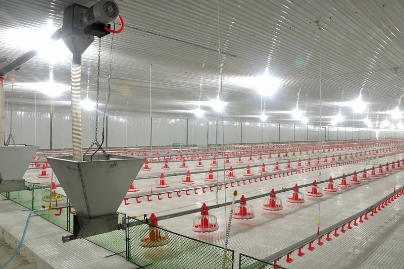 Automatic Feeding and Drinking Broiler Poultry Equipment with Galvanized Light Steel Frames and Steel Panel Walls for Broiler Raising System