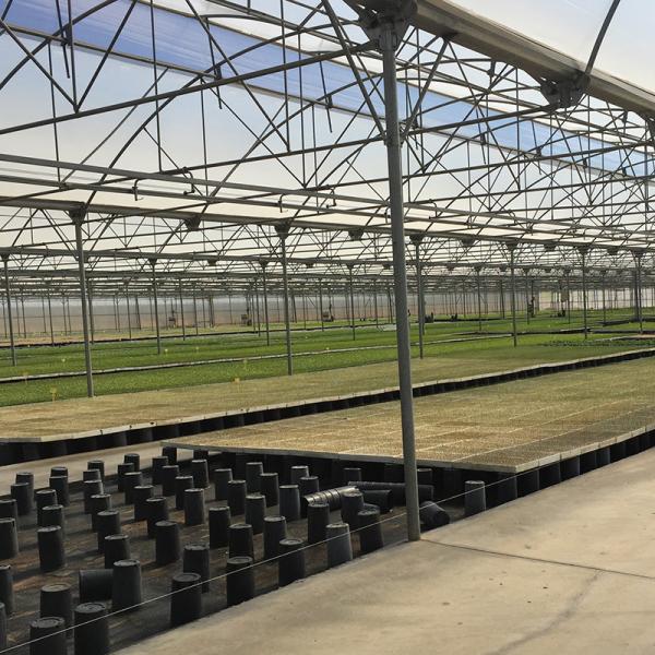 Agricultural Greenhouse Ltd. Presents Large Vertical Hydroponic System for Lettuce