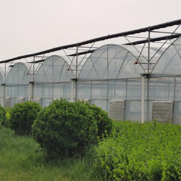 Fertilizante de vegetais agrícolas Fertilizante de tomate de várias faixas Fertilizante para frutas Flor