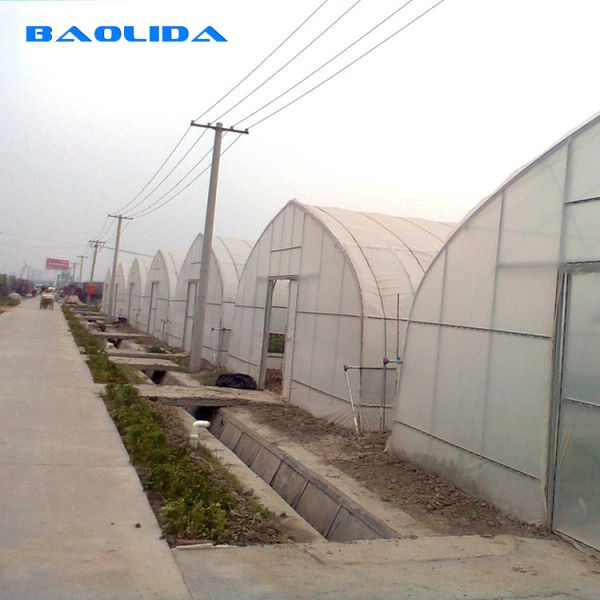High Tunnel Vegetables Planting Single Span Vegetable Tunnel Plastic Film Greenhouse